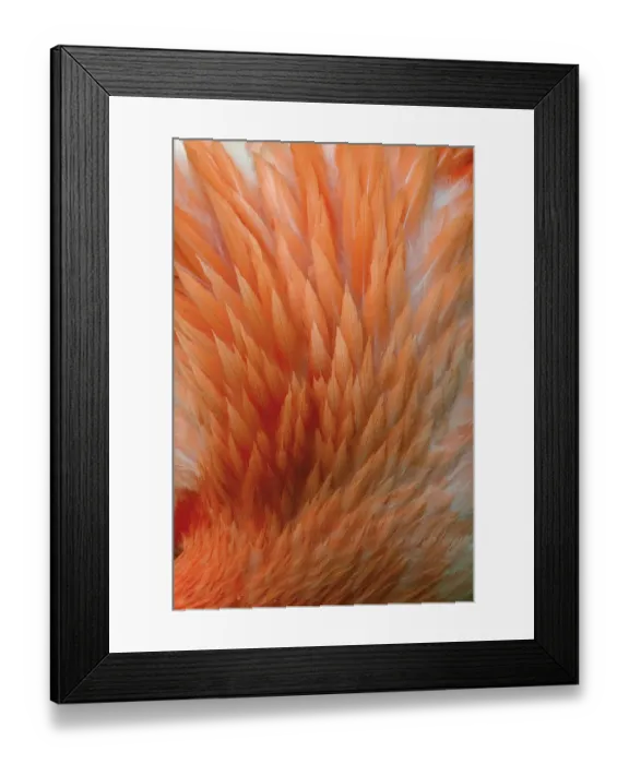 Framed Print : Pink feather pattern on back of flamingo, Florida