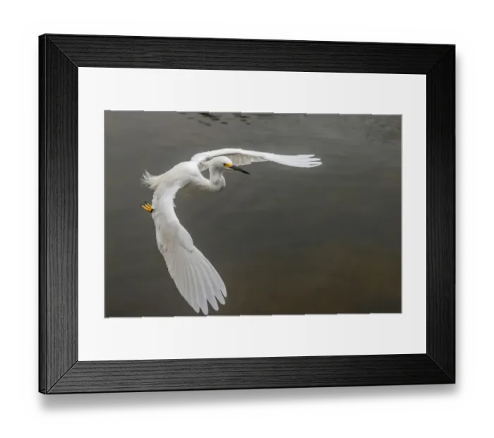 Framed Print : Snowy egret flying, Merritt Island National Wildlife Refuge, Florida Framed Print : Snowy egret flying, Merritt Island National Wildlife Refuge, Florida
