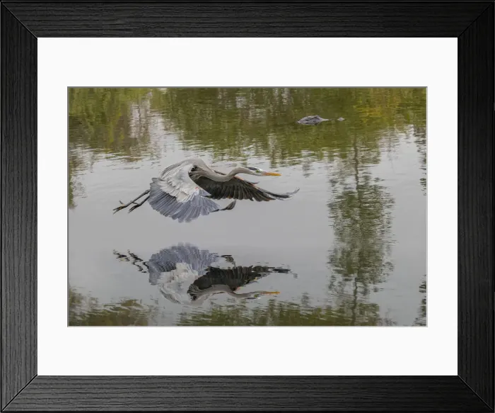 Framed Print : Great blue heron flying with reflection, Merritt Island National Wildlife Refuge, Florida Framed Print : Great blue heron flying with reflection, Merritt Island National Wildlife Refuge, Florida