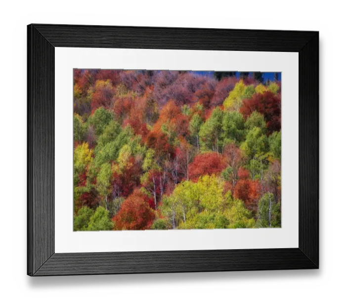Framed Print : USA, Idaho. Fall colors and aspens along Montpelier Canyon in Idaho in the autumn Framed Print : USA, Idaho. Fall colors and aspens along Montpelier Canyon in Idaho in the autumn