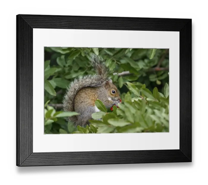 Framed Print : Eastern gray squirrel, Merritt Island National Wildlife Refuge, Florida Framed Print : Eastern gray squirrel, Merritt Island National Wildlife Refuge, Florida