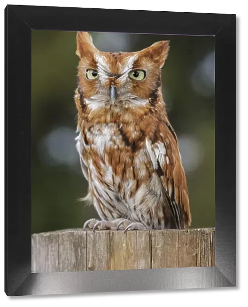 Eastern screech owl, Florida