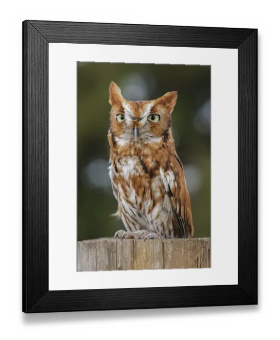 Framed Print : Eastern screech owl, Florida Framed Print : Eastern screech owl, Florida