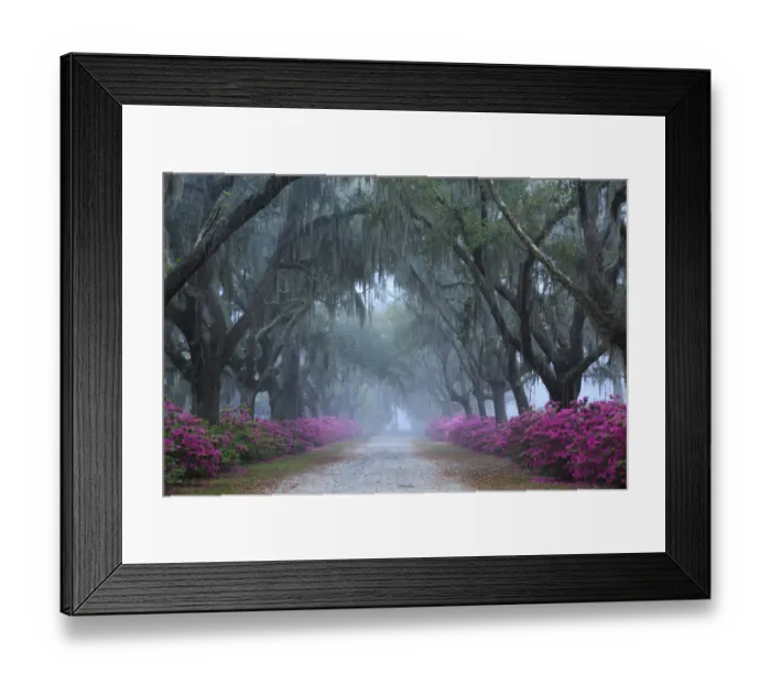 Framed Print : USA, Georgia, Savannah. Azaleas in bloom along foggy drive at Bonaventure Cemetery Framed Print : USA, Georgia, Savannah. Azaleas in bloom along foggy drive at Bonaventure Cemetery