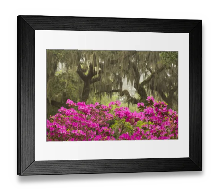 Framed Print : USA, Georgia, Savannah. Oak trees and azaleas at Bonaventure Cemetery in the spring