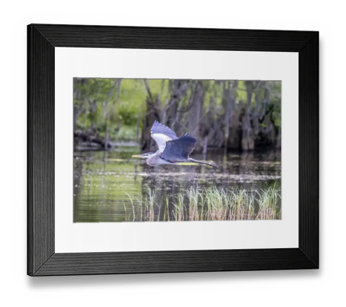 Framed Print : Usa, Florida. Grey heron at Lochloosa Lake