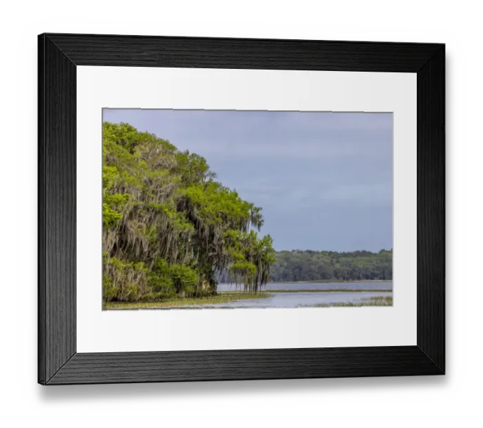 Framed Print : Usa, Florida. Cypress trees around Lochloosa Lake
