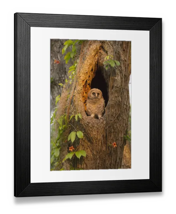 Framed Print : USA, Georgia, Savannah. Owl chick at nest in oak tree with trumpet vine blooming Framed Print : USA, Georgia, Savannah. Owl chick at nest in oak tree with trumpet vine blooming