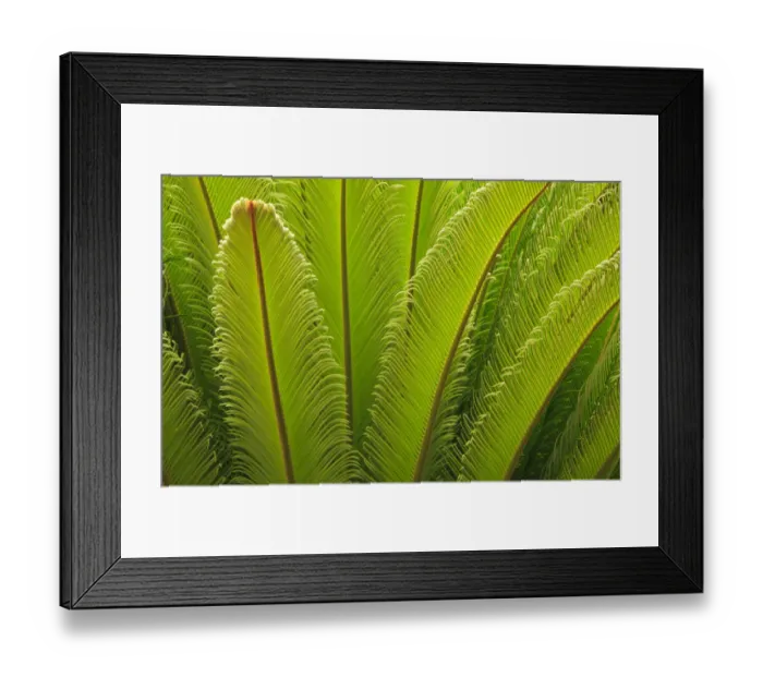 Framed Print : USA, Georgia, Savannah. Spring frond growth of a sago palm Framed Print : USA, Georgia, Savannah. Spring frond growth of a sago palm