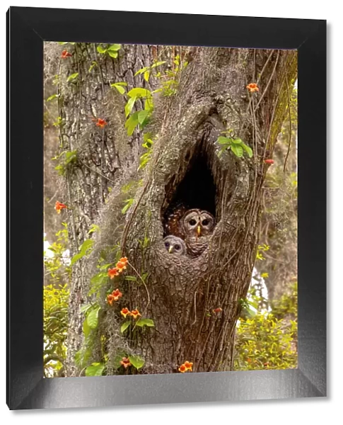 USA, Georgia, Savannah. Owl and baby at nest in oak tree with trumpet vine blooming