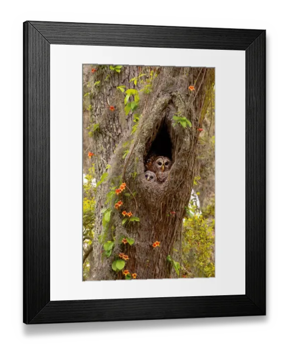 Framed Print : USA, Georgia, Savannah. Owl and baby at nest in oak tree with trumpet vine blooming Framed Print : USA, Georgia, Savannah. Owl and baby at nest in oak tree with trumpet vine blooming