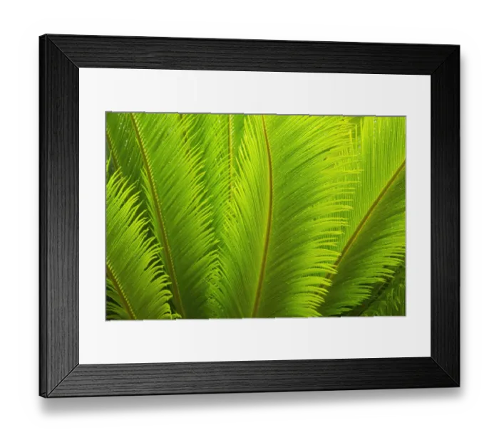 Framed Print : USA, Georgia, Savannah. Spring fronds on a sago palm Framed Print : USA, Georgia, Savannah. Spring fronds on a sago palm