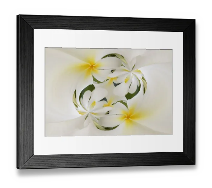 Framed Print : Plumerias a genus of flowering plants in the dogbane family, Maui, Hawaii