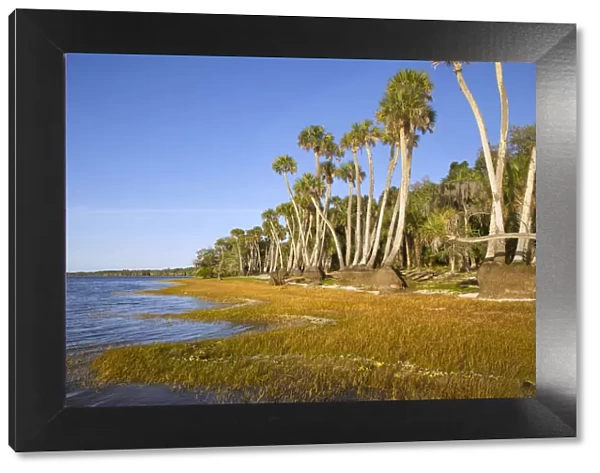 Sable palm tree trunks along shoreline of Harney Lake at sunset, Florida