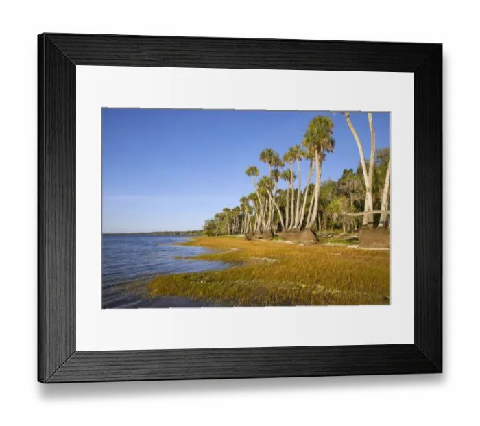 Framed Print : Sable palm tree trunks along shoreline of Harney Lake at sunset, Florida