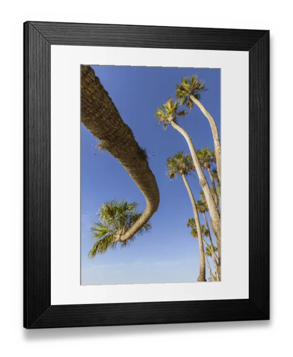 Framed Print : Sable palm tree along shoreline of Harney Lake at sunset, Florida