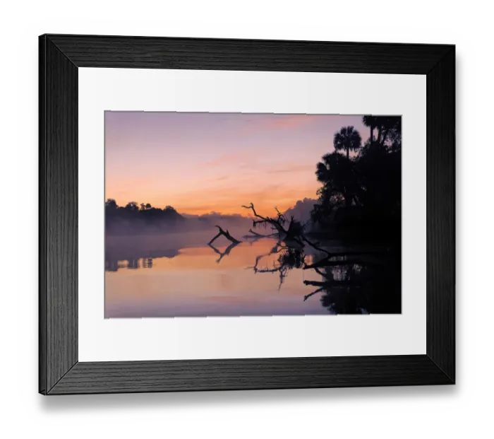 Framed Print : Predawn view of mist and fallen trees reflecting on blackwater area of St. Johns River, central Florida Framed Print : Predawn view of mist and fallen trees reflecting on blackwater area of St. Johns River, central Florida