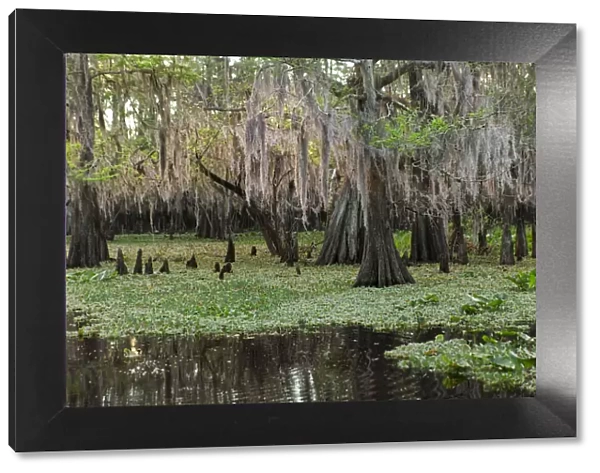 Early spring view of cypress trees reflecting on blackwater area of St. Johns River, central Florida