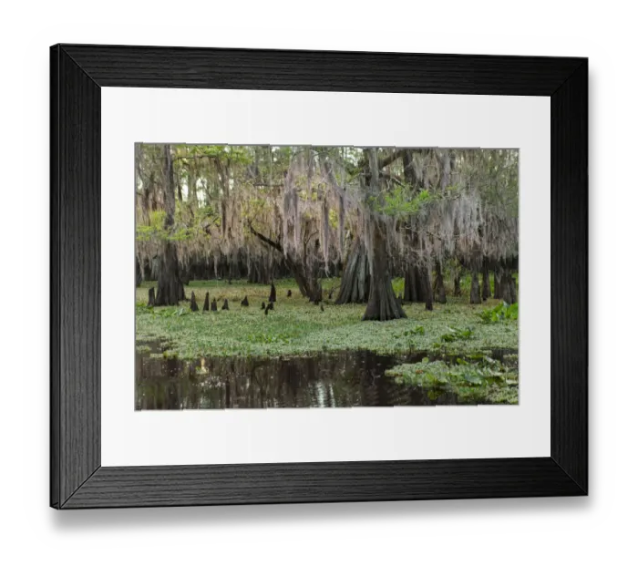 Framed Print : Early spring view of cypress trees reflecting on blackwater area of St. Johns River, central Florida Framed Print : Early spring view of cypress trees reflecting on blackwater area of St. Johns River, central Florida