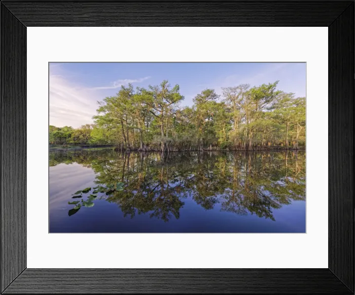 Framed Print : Early spring view of cypress trees reflecting on blackwater area of St. Johns River, central Florida Framed Print : Early spring view of cypress trees reflecting on blackwater area of St. Johns River, central Florida
