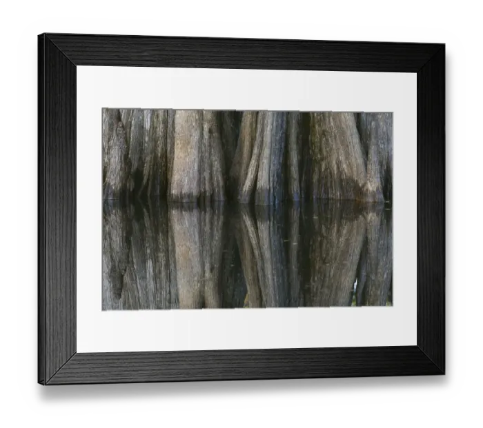 Framed Print : Pattern of cypress trees reflecting on blackwater area of St. Johns River, central Florida