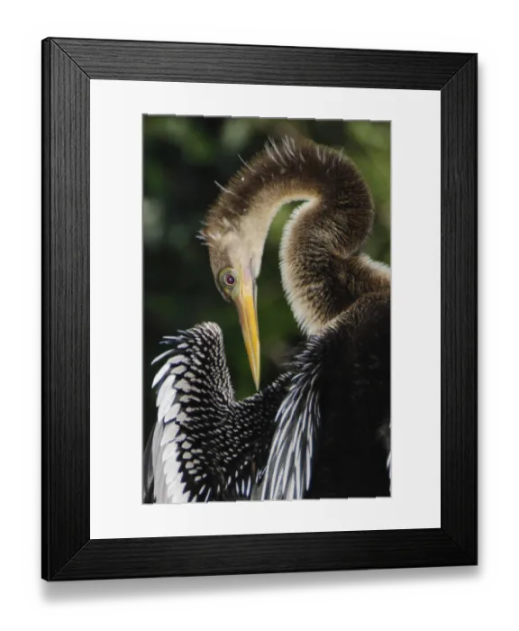 Framed Print : Anhinga preening. Florida Framed Print : Anhinga preening. Florida