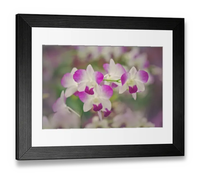 Framed Print : Hybrid Orchids. Selby Gardens, Sarasota, Florida