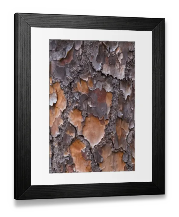 Framed Print : USA, Georgia, Savannah. Tree bark on a pine tree
