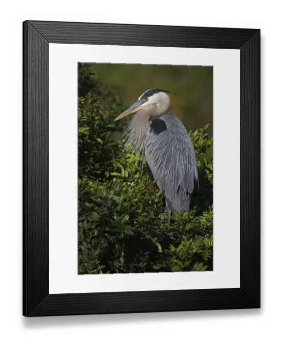 Framed Print : Great blue heron, Venice rookery, Venice, Florida