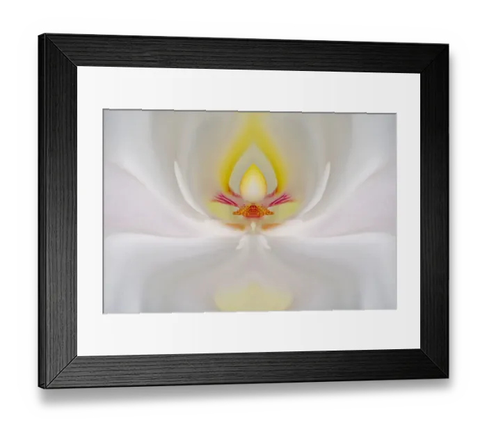 Framed Print : Abstract Hybrid Orchid. Selby Gardens, Sarasota, Florida Framed Print : Abstract Hybrid Orchid. Selby Gardens, Sarasota, Florida