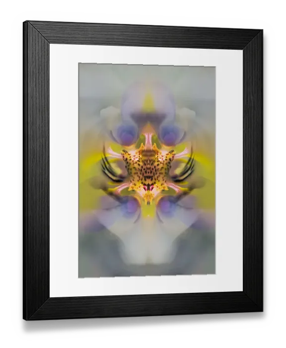 Framed Print : Hybrid Orchid. Selby Gardens, Sarasota, Florida Framed Print : Hybrid Orchid. Selby Gardens, Sarasota, Florida