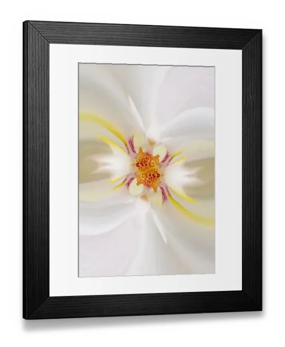 Framed Print : Hybrid Orchid. Selby Gardens, Sarasota, Florida