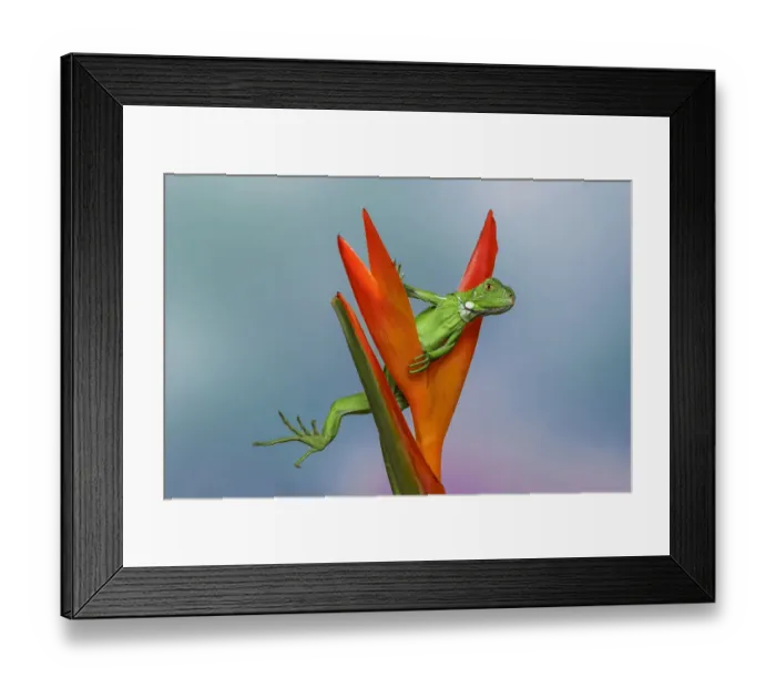 Framed Print : Juvenile Iguana lounging in red bromeliad, Florida Framed Print : Juvenile Iguana lounging in red bromeliad, Florida