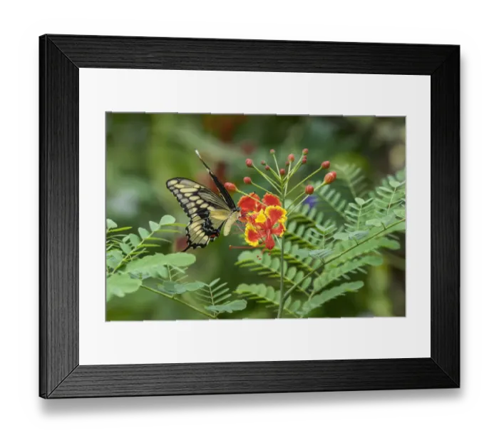 Framed Print : Eastern tiger swallowtail, Florida Framed Print : Eastern tiger swallowtail, Florida