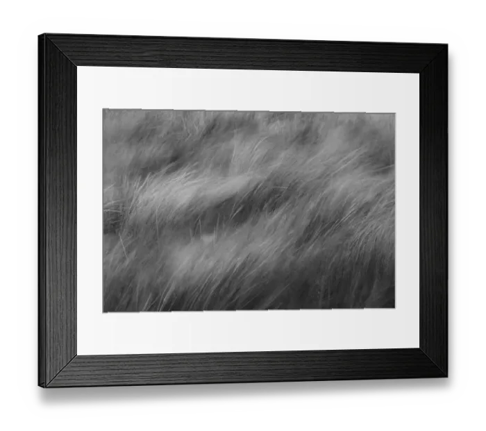 Framed Print : Abstract black and white view of grasses blowing in the wind, Merritt Island National Wildlife Refuge, Florida Framed Print : Abstract black and white view of grasses blowing in the wind, Merritt Island National Wildlife Refuge, Florida