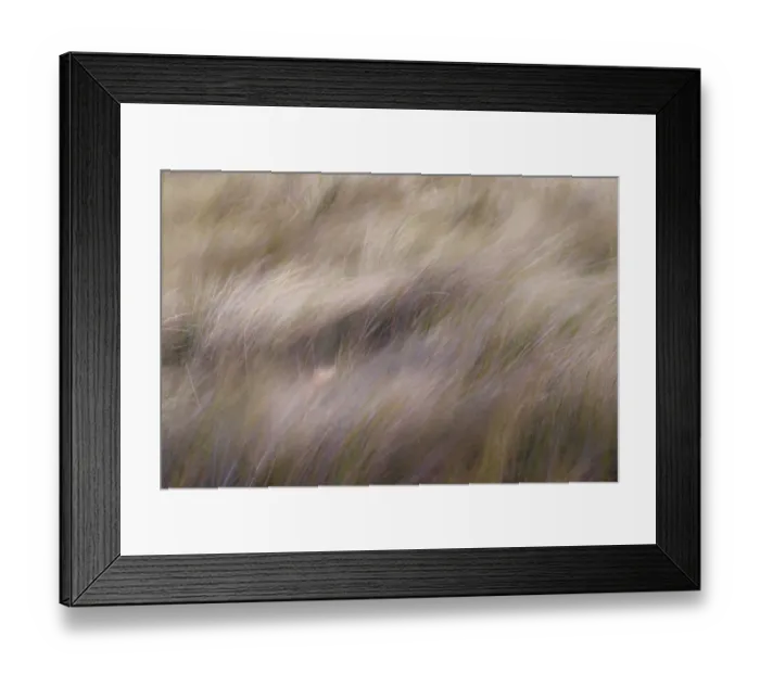 Framed Print : Abstract view of grasses blowing in the wind, Merritt Island National Wildlife Refuge, Florida Framed Print : Abstract view of grasses blowing in the wind, Merritt Island National Wildlife Refuge, Florida