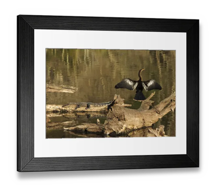 Framed Print : USA, Georgia, Riceboro. Alligator and anhinga sunning on log
