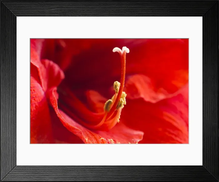 Framed Print : USA, Georgia, Savannah. Center of red amaryllis