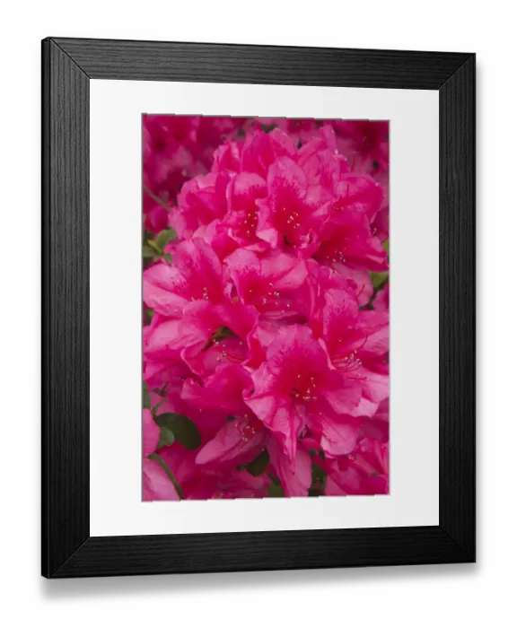Framed Print : USA, Georgia, Savannah. Azaleas in bloom