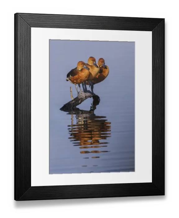 Framed Print : Trio of female Black-bellied whistling ducks and their reflection, Lake Apopka Wildlife Drive, Apopka, Florida Framed Print : Trio of female Black-bellied whistling ducks and their reflection, Lake Apopka Wildlife Drive, Apopka, Florida