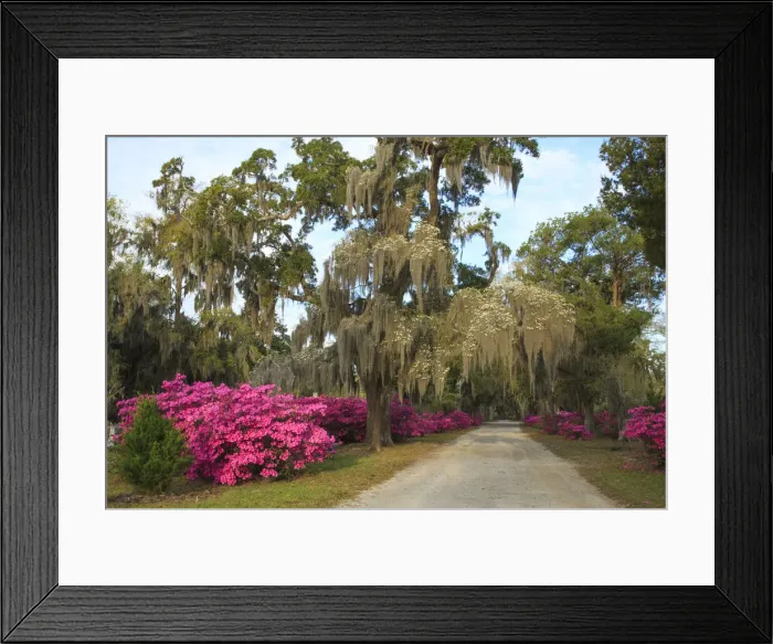 Framed Print : USA, Georgia, Savannah. Azaleas in bloom along drive at Bonaventure Cemetery Framed Print : USA, Georgia, Savannah. Azaleas in bloom along drive at Bonaventure Cemetery