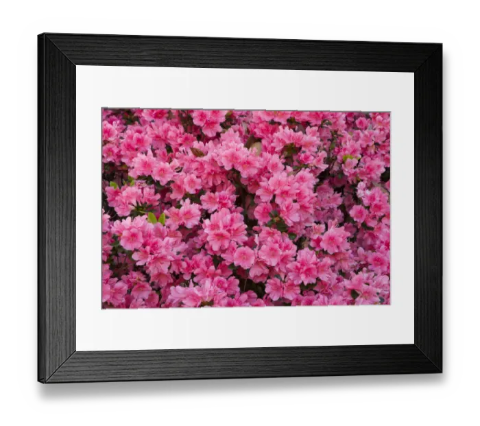 Framed Print : USA, Georgia, Savannah. Azaleas in bloom Framed Print : USA, Georgia, Savannah. Azaleas in bloom