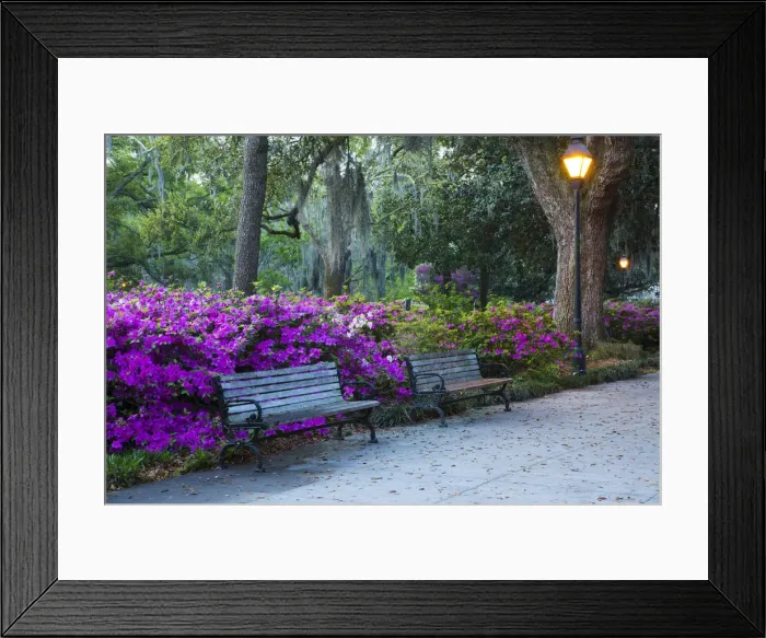 Framed Print : USA, Georgia, Savannah. Azaleas in the spring at Forsyth Park Framed Print : USA, Georgia, Savannah. Azaleas in the spring at Forsyth Park