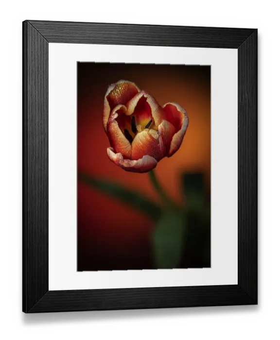 Framed Print : USA, Colorado, Fort Collins. Close-up of red tulip Framed Print : USA, Colorado, Fort Collins. Close-up of red tulip