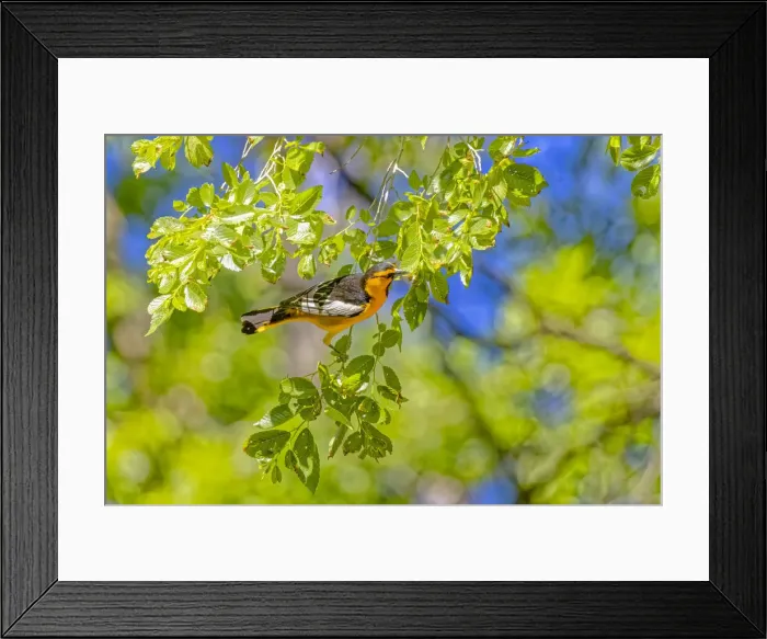 Framed Print : USA, Colorado, John Martin Reservoir. Adult male Bullocks oriole in tree Framed Print : USA, Colorado, John Martin Reservoir. Adult male Bullocks oriole in tree