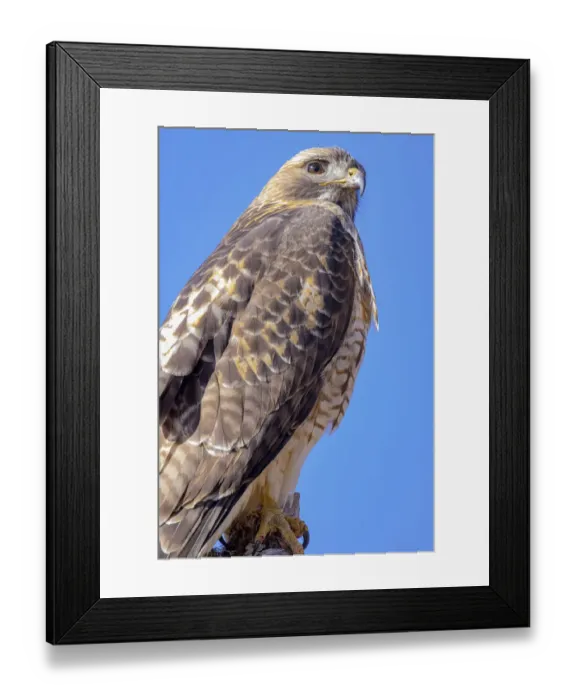 Framed Print : USA, Colorado, Ft. Collins. Adult red-tailed hawk close-up Framed Print : USA, Colorado, Ft. Collins. Adult red-tailed hawk close-up