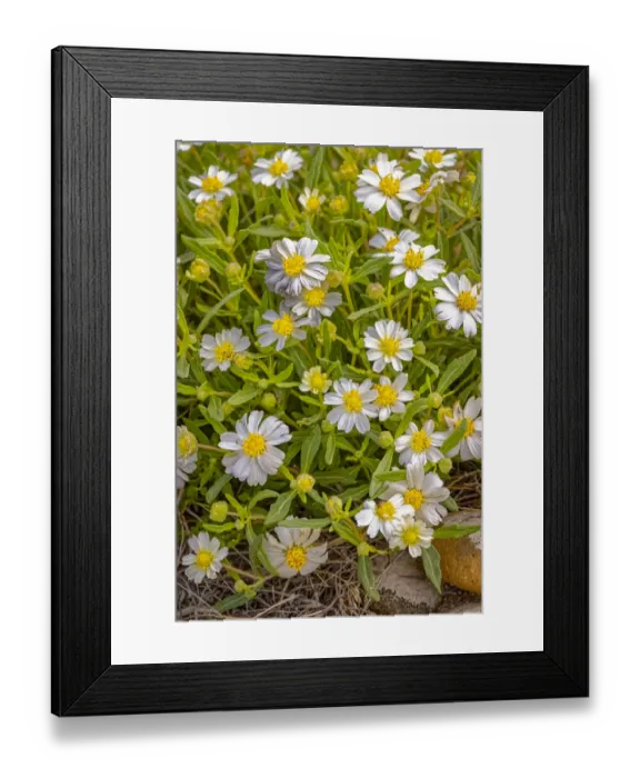 Framed Print : USA, Colorado, John Martin Reservoir. Blackfoot daisy flowers close-up