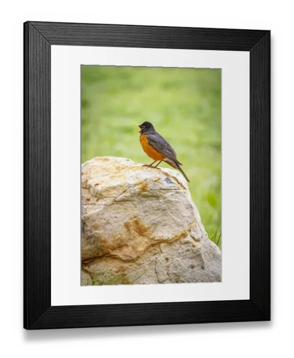 Framed Print : USA, Colorado, John Martin Reservoir. Adult male American robin singing Framed Print : USA, Colorado, John Martin Reservoir. Adult male American robin singing