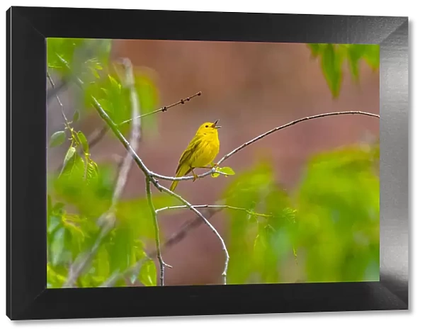 USA, Colorado, Ft. Collins. Adult male yellow warbler singing