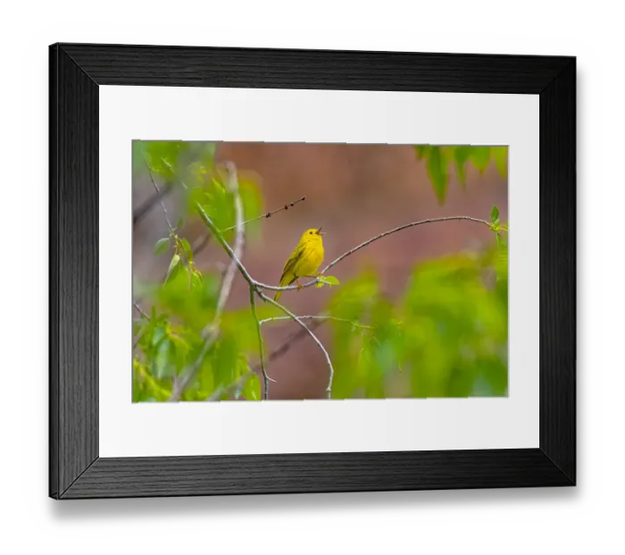Framed Print : USA, Colorado, Ft. Collins. Adult male yellow warbler singing Framed Print : USA, Colorado, Ft. Collins. Adult male yellow warbler singing